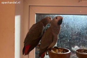 Afrikaanse grijze papegaaien tekoop