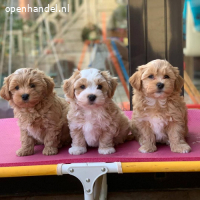 Beautiful Havanes puppies for sale